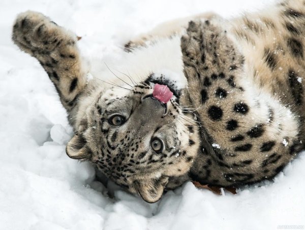 Леопард в снегу