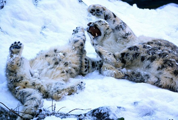 Снежный Барс в снегу