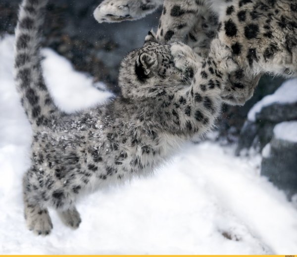 Снежный Барс и кабарга