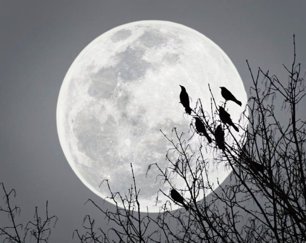 Луна Эстетика