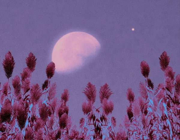 Розовая Луна