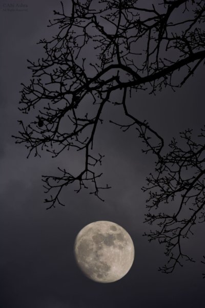 Луна в ветвях деревьев