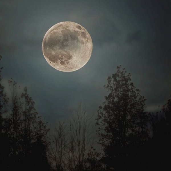 Луна в лесу