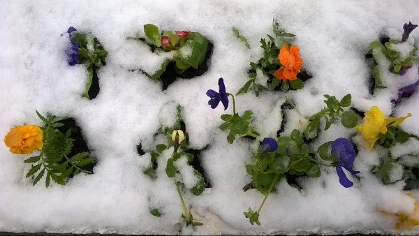 Снег в июне в Москве