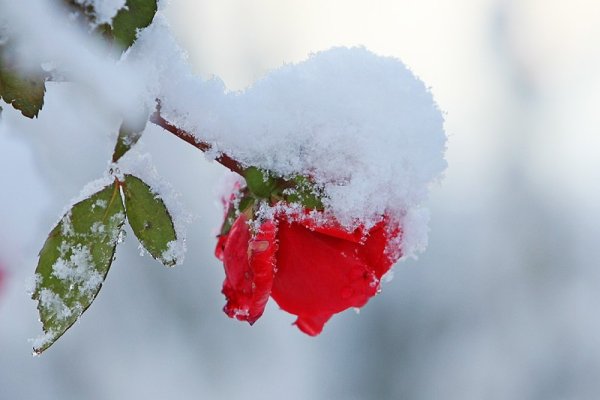 Метель и цветы