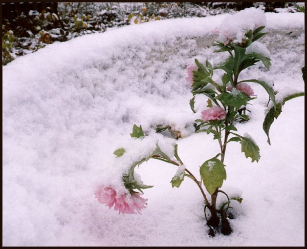 Последние деньки зимы