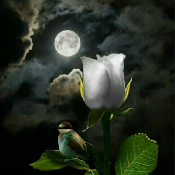 Ночной цветок