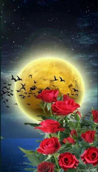 Спокойной ночи цветы