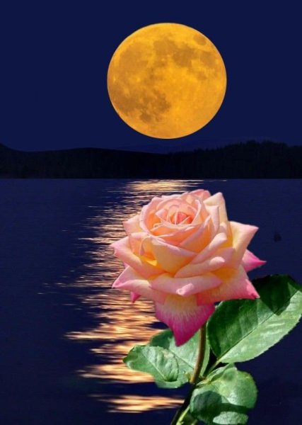 Спокойной ночи цветы