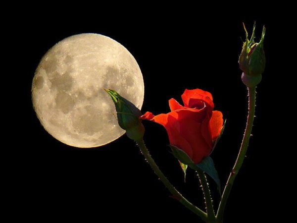 Луна и роза