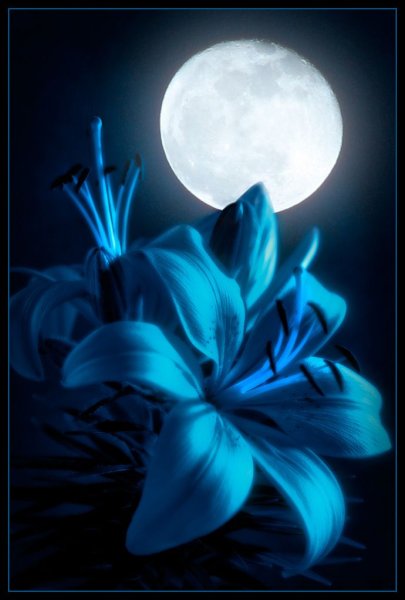 Ночной цветок