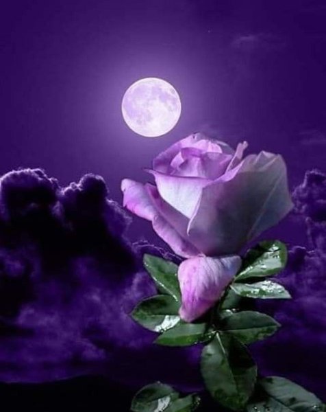 Ночной цветок