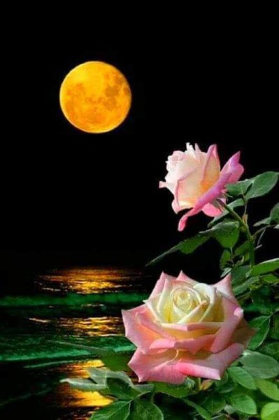 Лунный цветочек