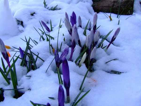Первые цветы после зимы