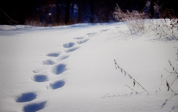 Следы человека на снегу