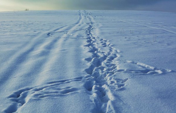 Зима следы на снегу