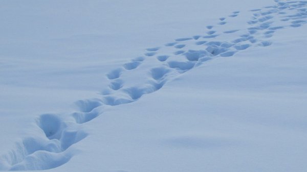 Следы в сугробе