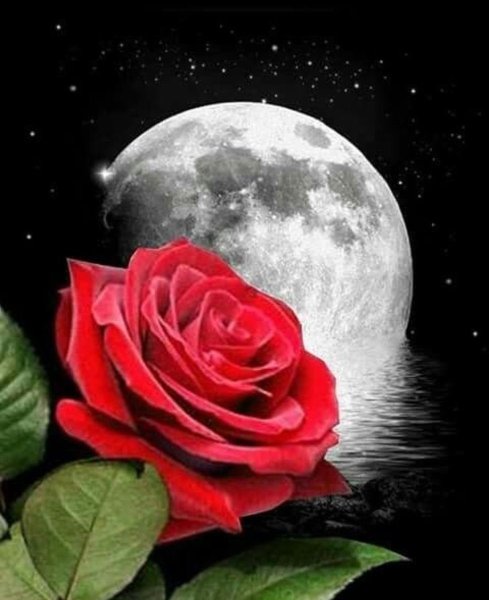 Спокойной ночи цветы