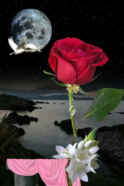 Лунная роза цветок