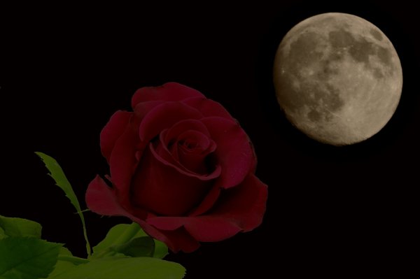 Розы под луной