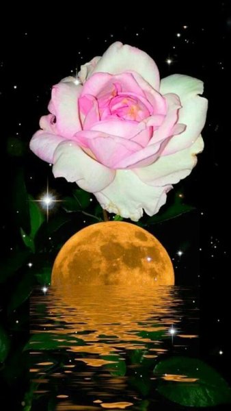 Цветы в лунном свете