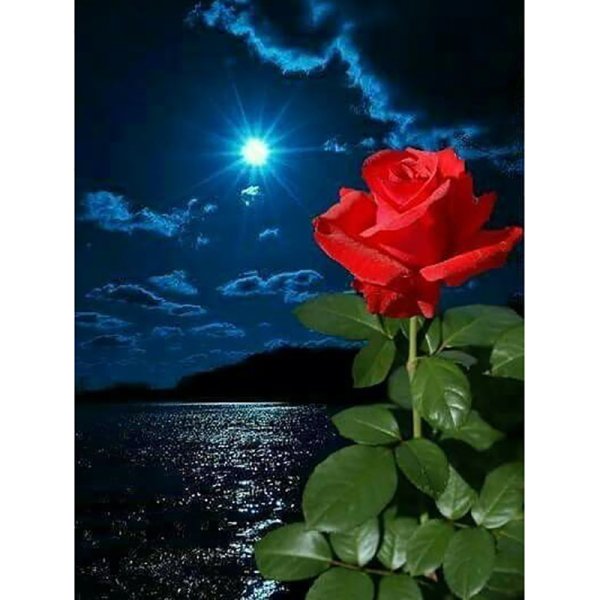 Ночь и красная роза