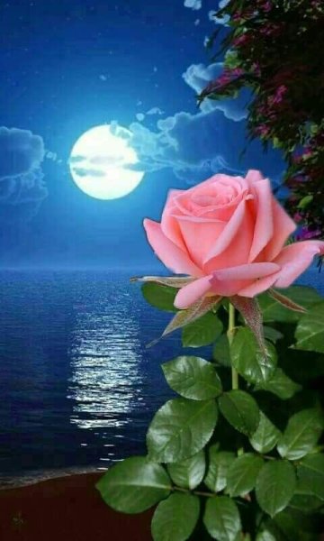 Луна и роза