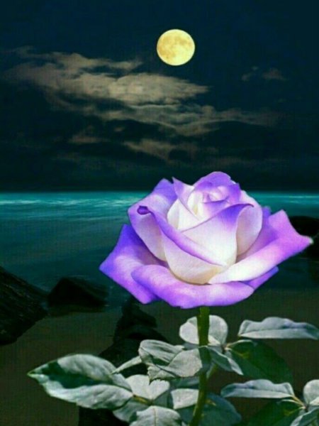 Ночная роза