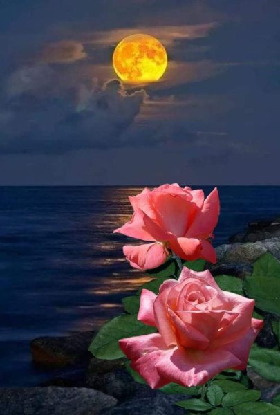 Розы на закате