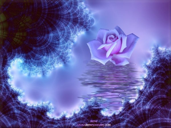 Цветы в лунном свете