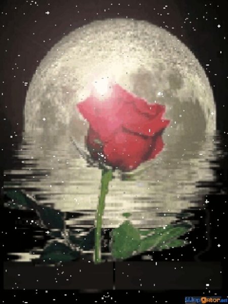 Роза при Луне