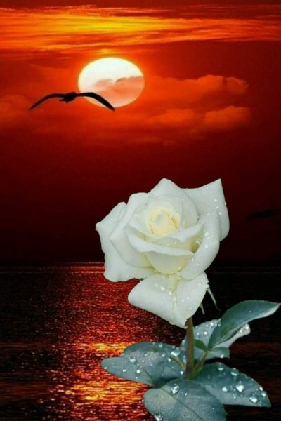 Ночной цветок