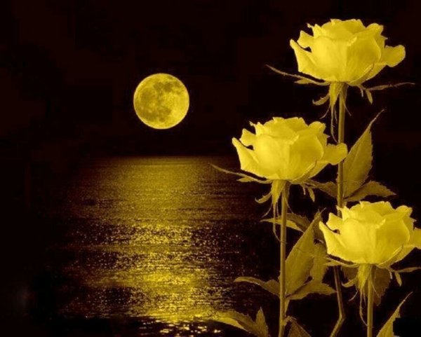 Желтые цветы ночью