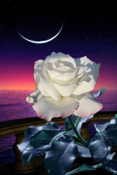 Спокойной ночи с белыми розами