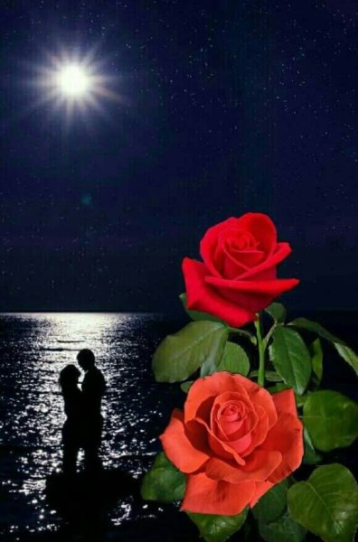 Розы ночью