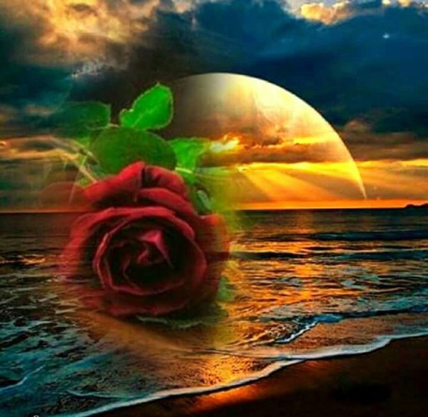 Розы на закате