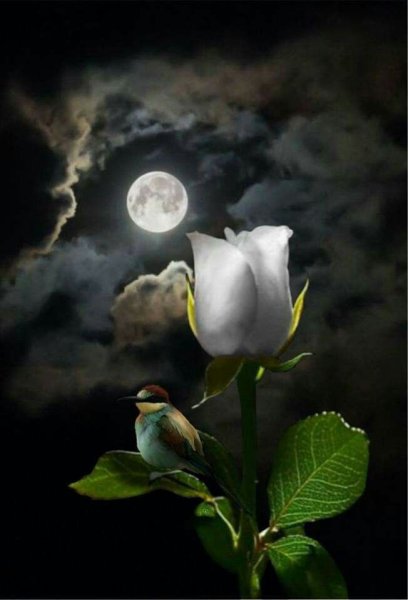 Ночной цветок