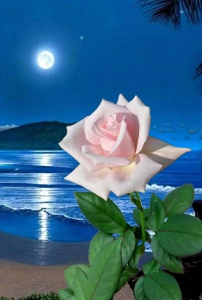 Море белых роз