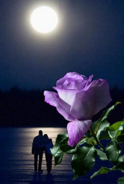 Ночь цветы красиво