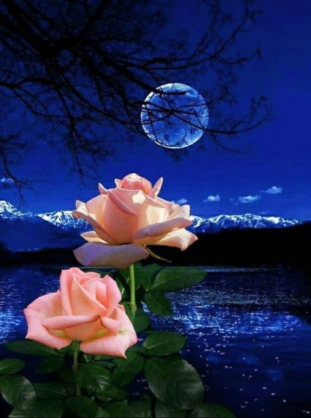 Спокойной ночи цветы