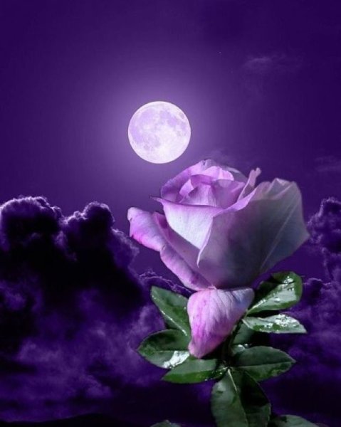 Фиолетовый вечер