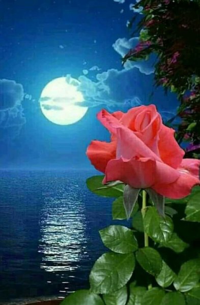 Доброй ночи цветы