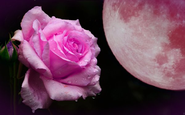 Роза космос