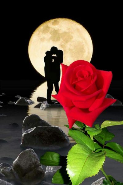 Спокойной ночи розы