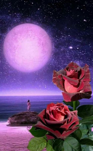 Красивые ночные цветы