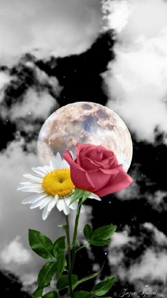 Лунный цветок.