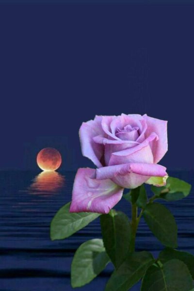 Ночная роза