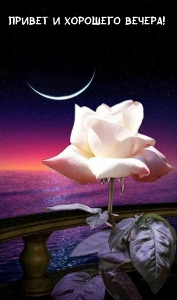 Спокойной ночи цветы