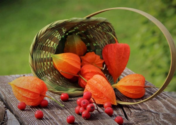 Осенний физалис