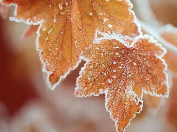 Морозная осень